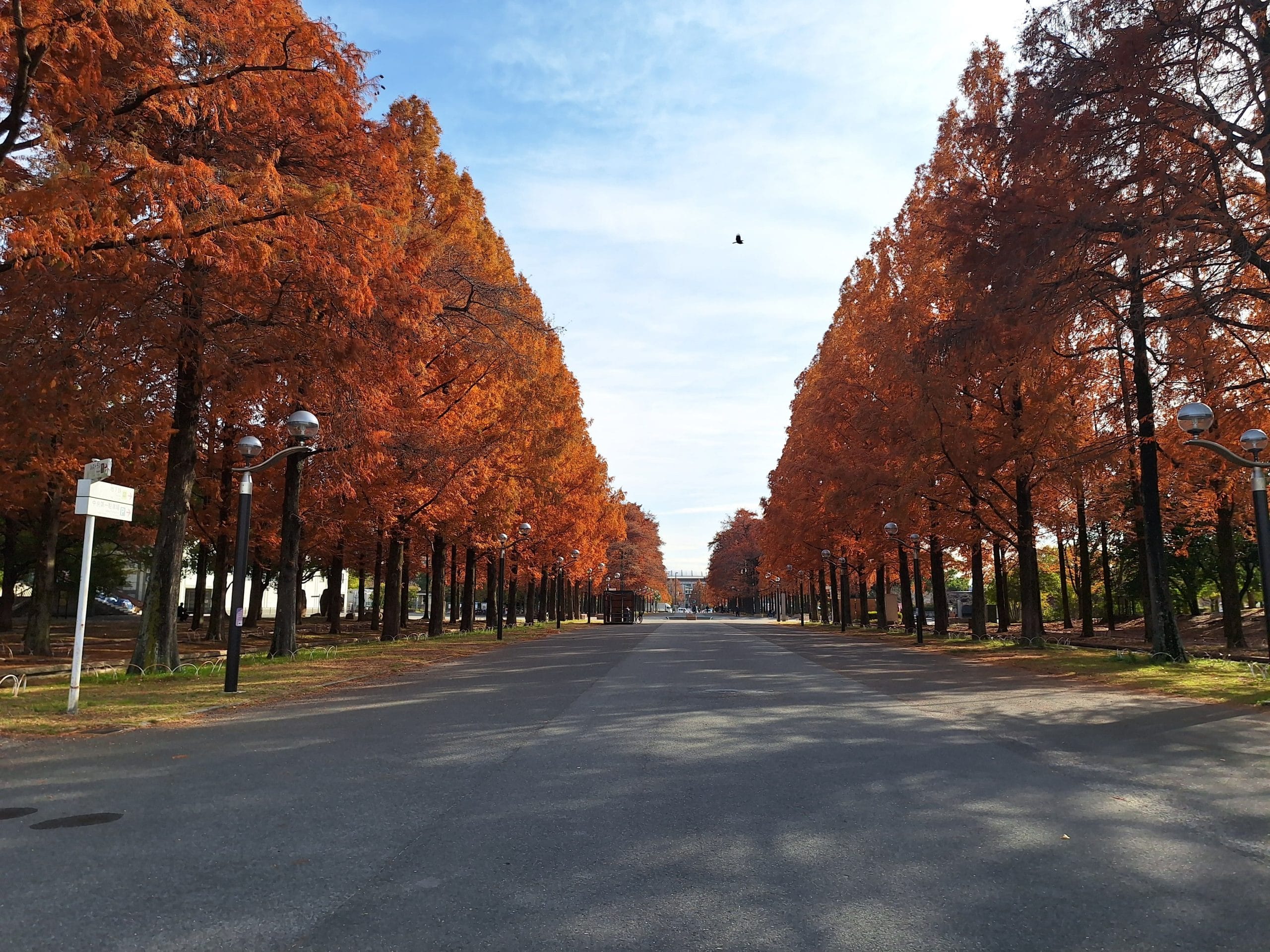 大阪｜落羽松美景——花博紀念公園鶴見綠地