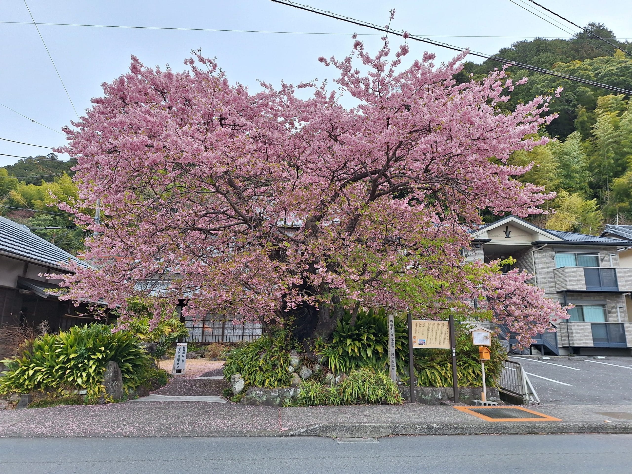 靜岡｜被溫暖粉色所包圍——河津櫻