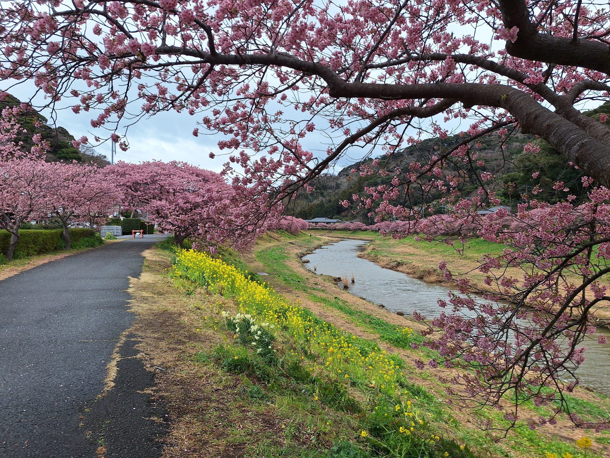 靜岡|慢步調的漫步天堂——南伊豆河津櫻
