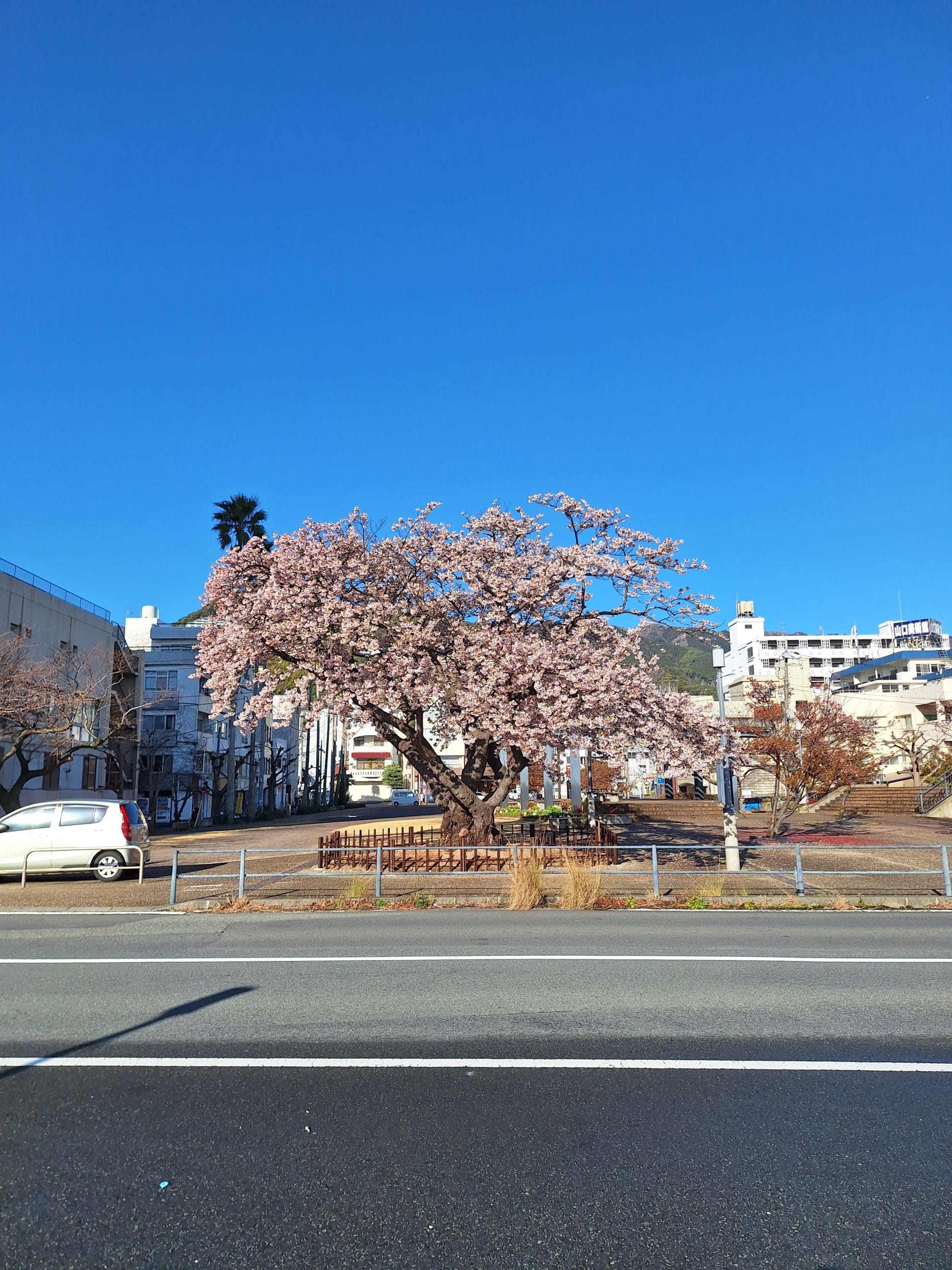靜岡｜熱海——蔚藍大海與粉白櫻花交織（熱海櫻、大寒櫻、早咲大島櫻）