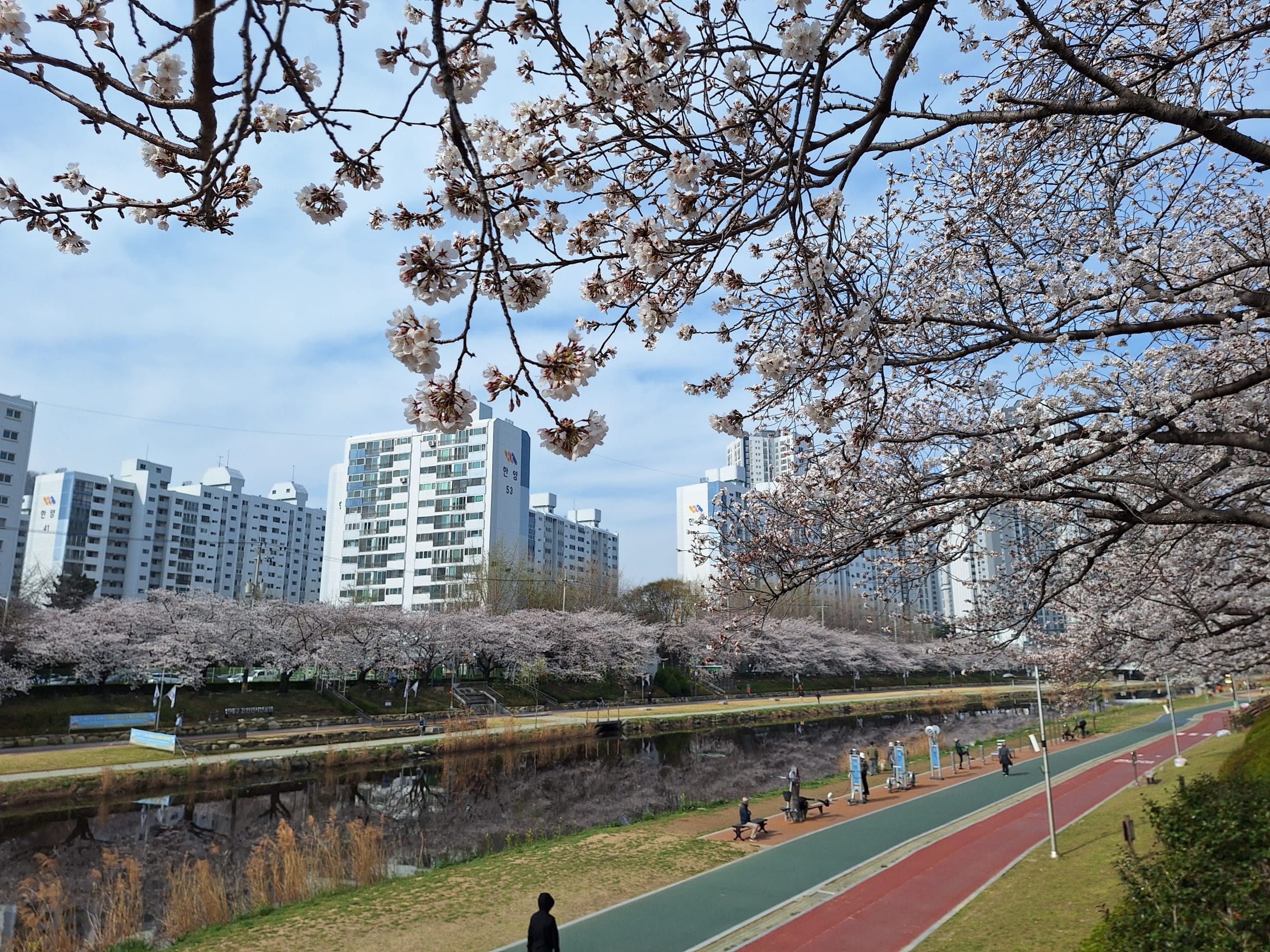 釜山｜溫泉川——櫻花與川水的清澈映照
