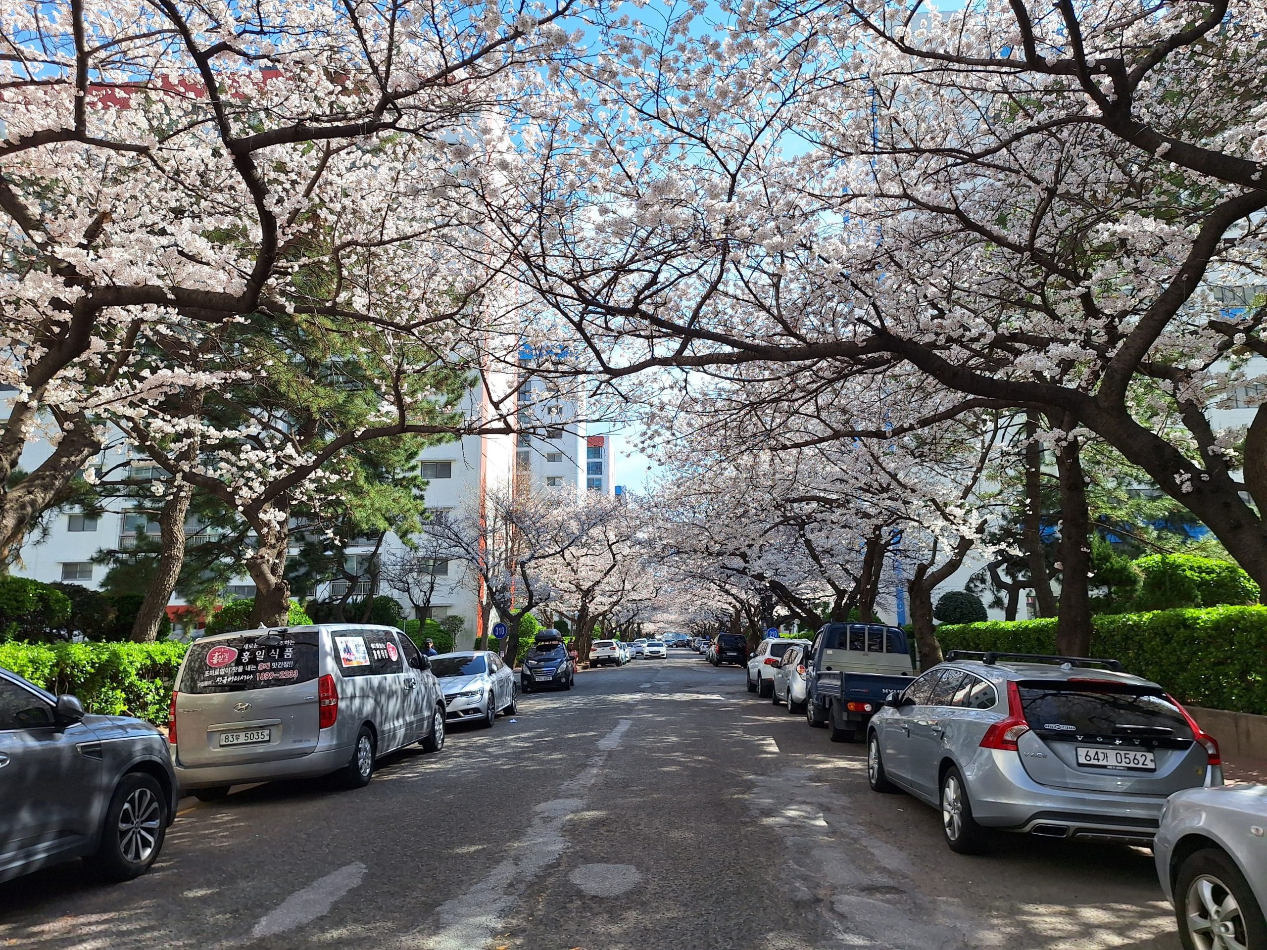 釜山｜南川洞櫻花路——建築間粉光白影