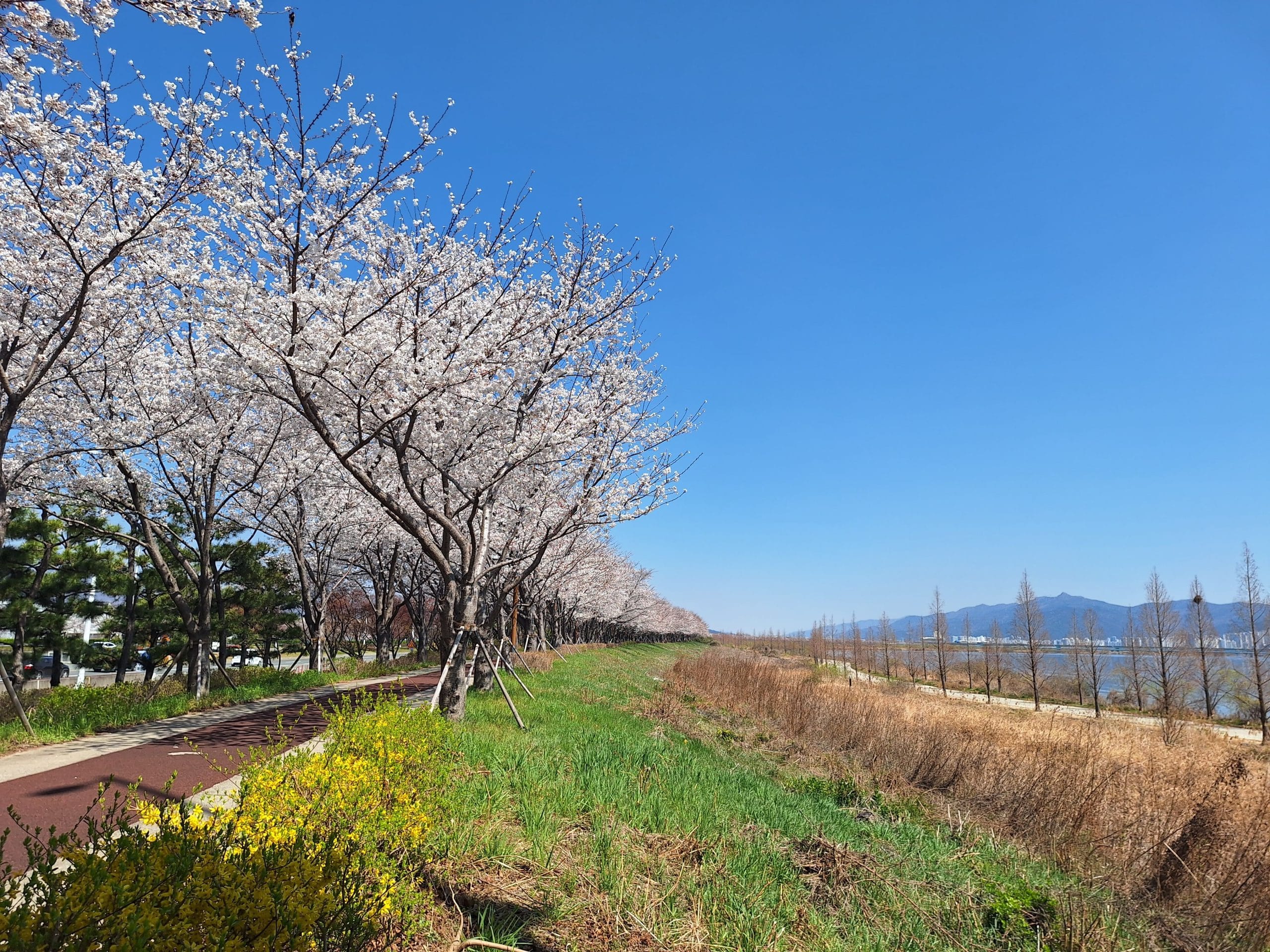 釜山｜大渚生態公園——白櫻與洛東江相伴