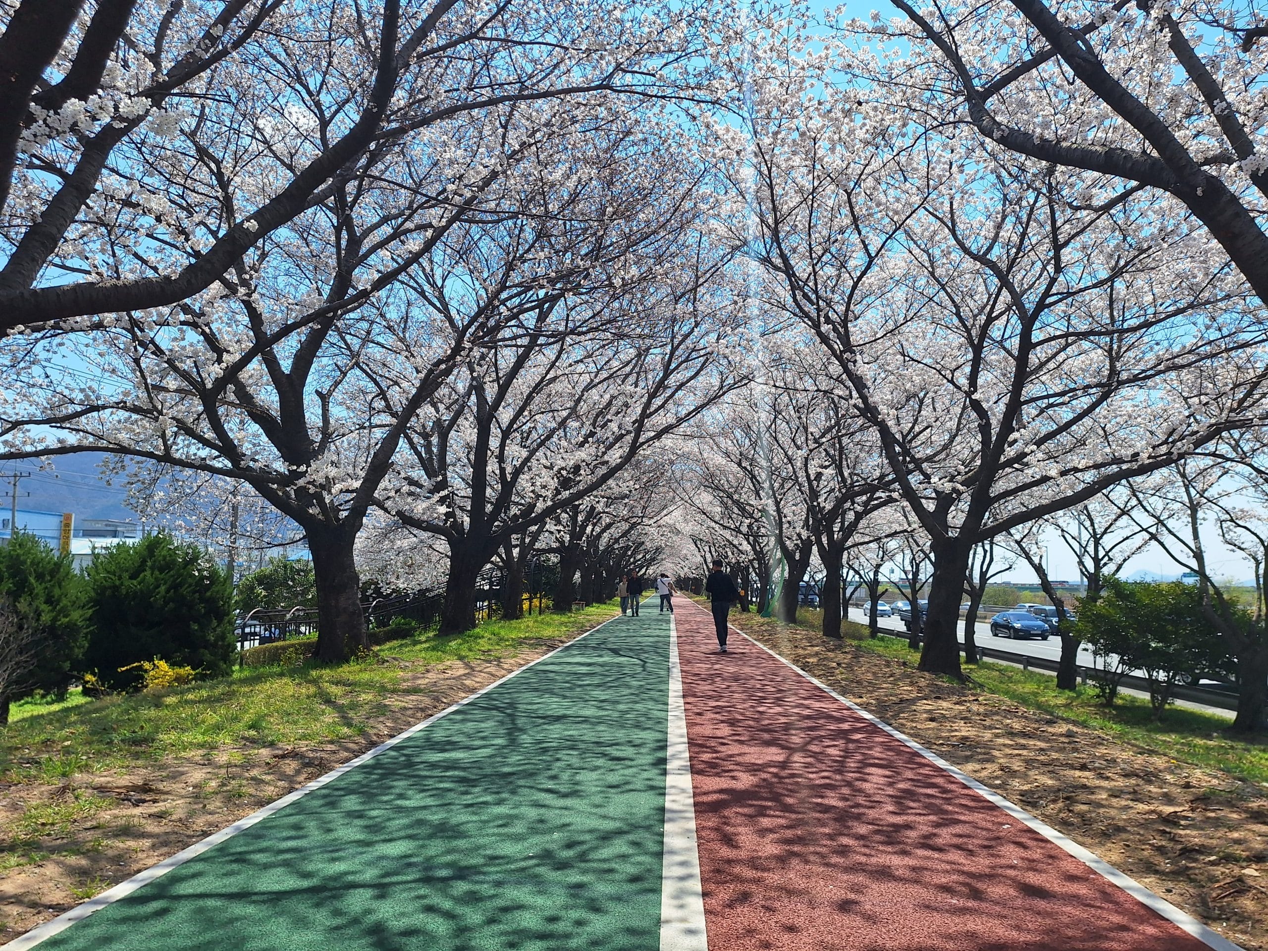 釜山|三樂生態公園——洛東堤防櫻花路與山茶相輝映