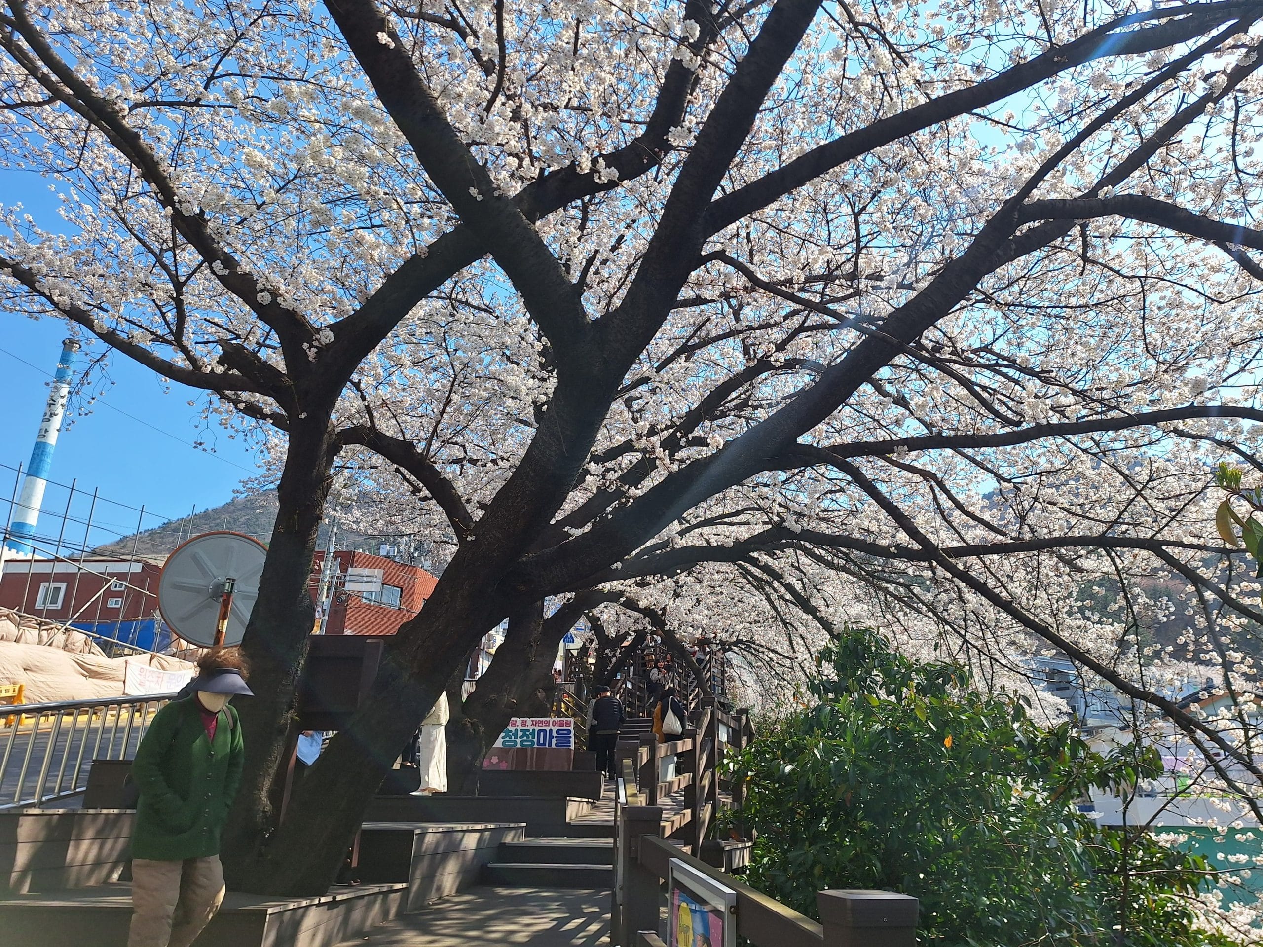釜山｜開琴櫻花路——木棧道上的綻放